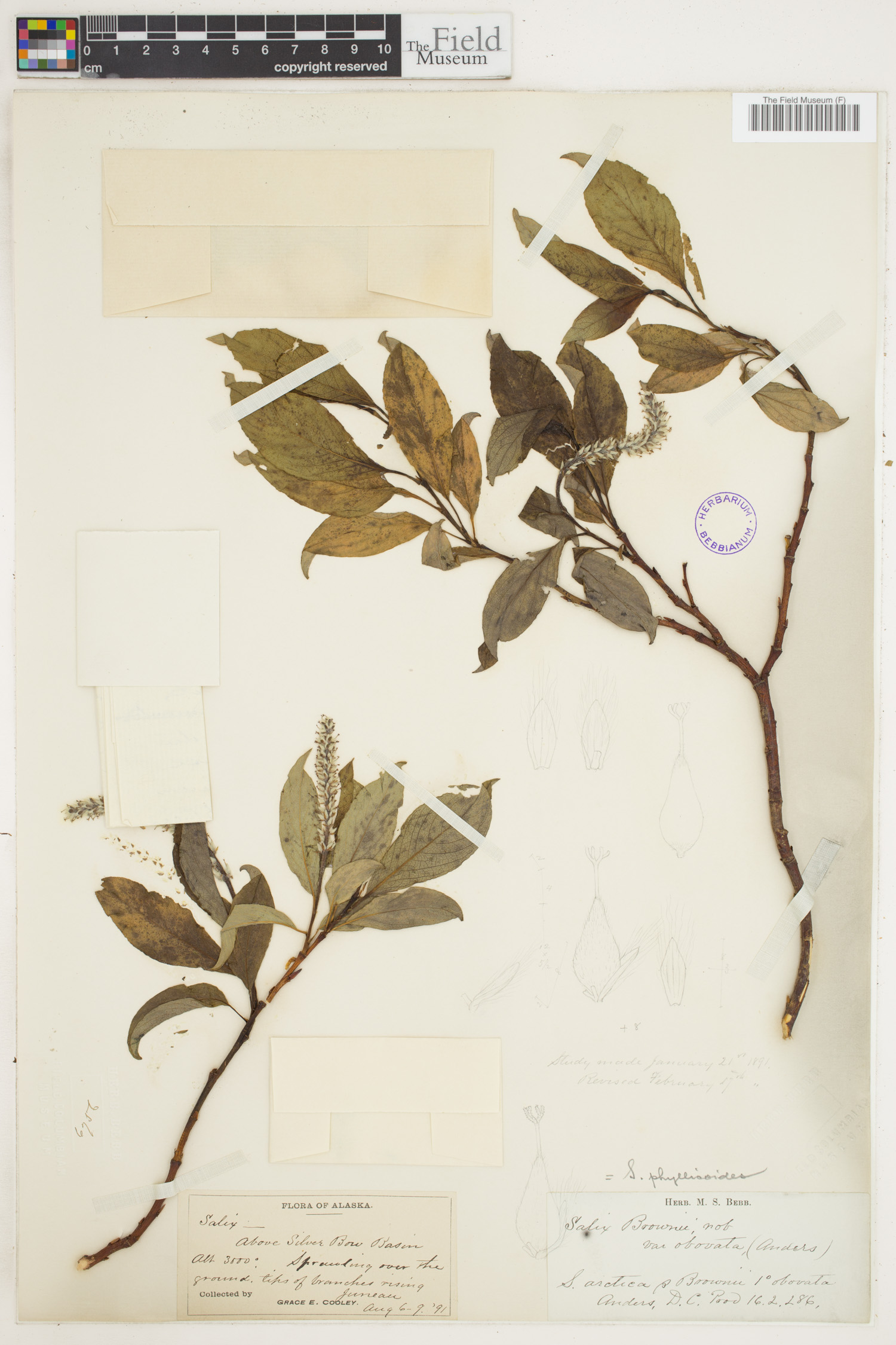 Salix phylicoides image
