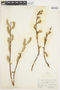 Salix prinoides image