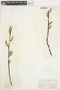 Salix prinoides image