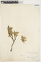 Salix pseudolapponum image