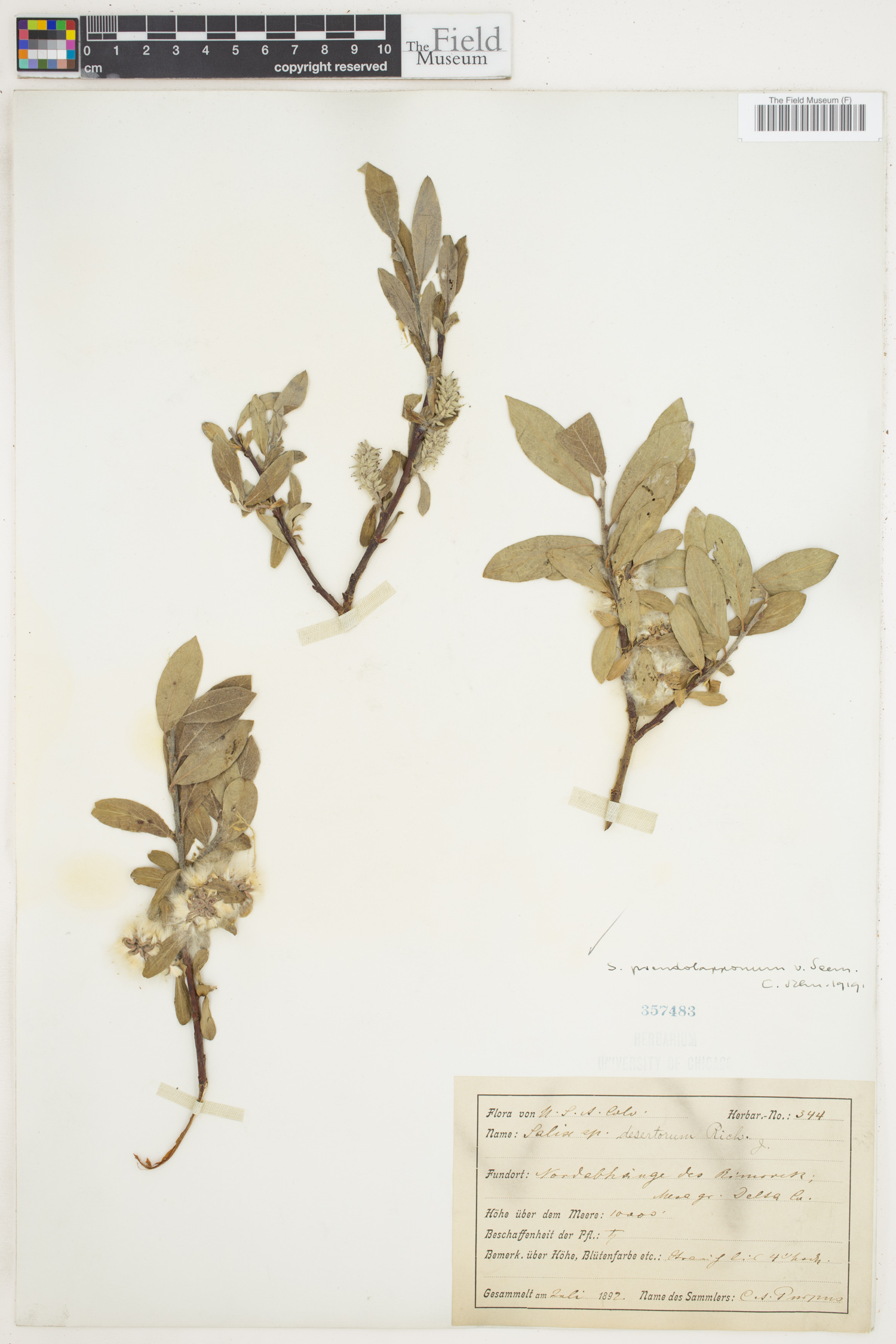 Salix pseudolapponum image