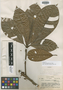 Lucuma platyphylla A. C. Sm., Brazil, B. A. Krukoff 1316, Isotype, F