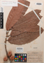 Pouteria triplarifolia Allen ex T. D. Penn., COSTA RICA, P. H. Allen 5907, Isotype, F