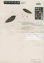 Pouteria demerarae Sandwith, BRITISH GUIANA [Guyana], N. Y. Sandwith 550, Isotype, F