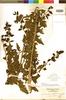 Aureolaria grandiflora var. cinerea image