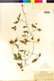 Flora of the Lomas Formations: Tourretia lappacea Willd., Peru, J. J. Soukup 1290, F