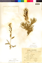 Flora of the Lomas Formations: Mathewsia foliosa Hook. & Arn., Chile, F. Behn s.n., F