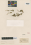 Lindernia abyssinica Engl., ABYSSINIA [Ethiopia], G. H. W. Schimper 1164, Isotype, F