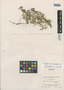 Lindernia microcalyx Pennell & Stehlé, GUADELOUPE, H. Stehlé 2280, Isotype, F