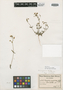 Nemesia euryceras Schltr., SOUTH AFRICA, F. R. R. Schlechter 8126, Isotype, F