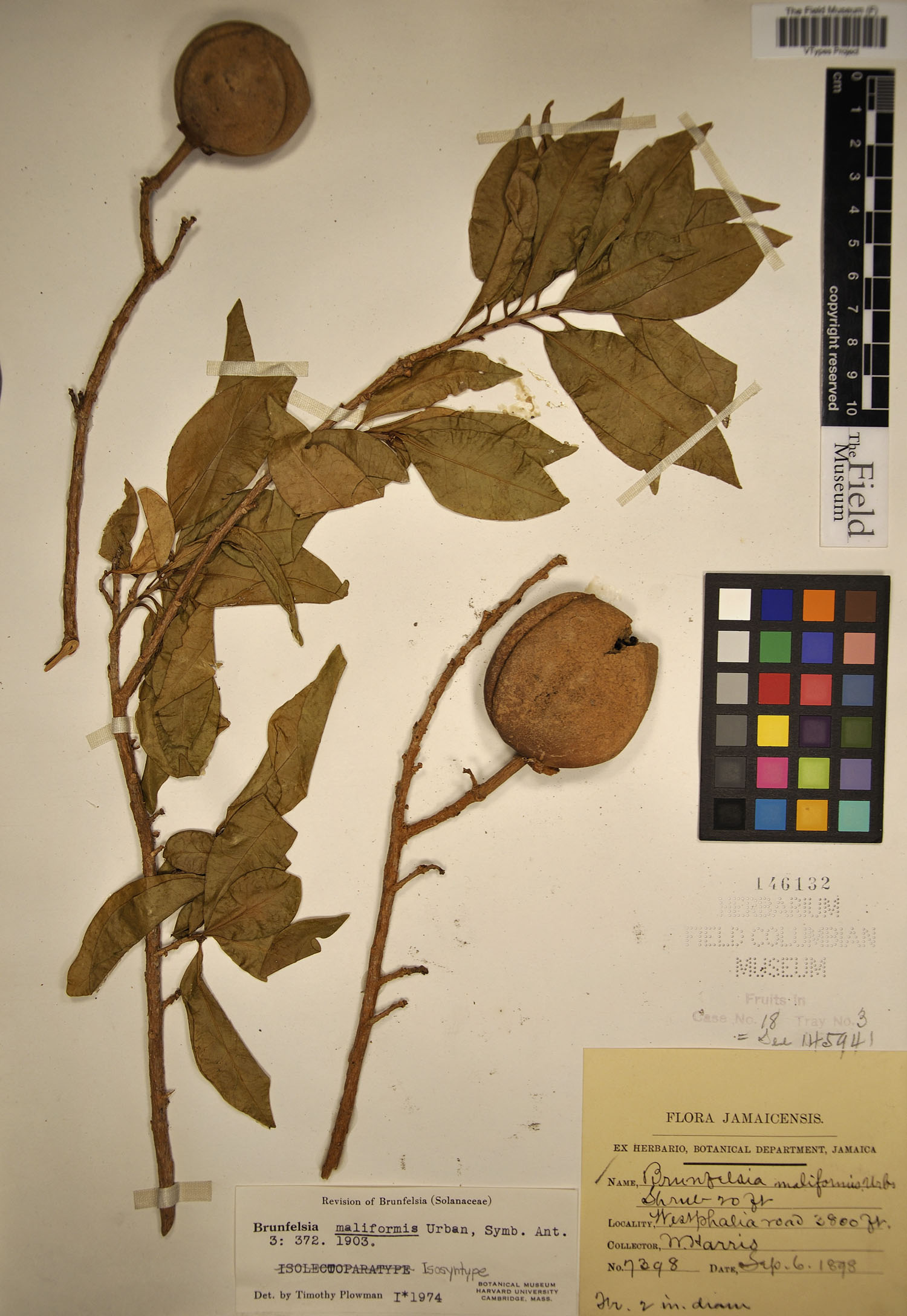 Brunfelsia maliformis image