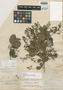 Pseudocarpidium wrightii Millsp., Bahamas, J. I. Northrop 625, Holotype, F