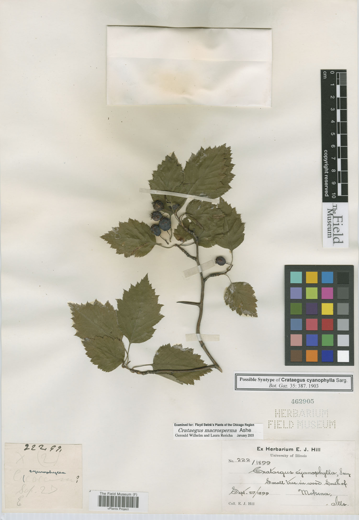 Crataegus apiomorpha image