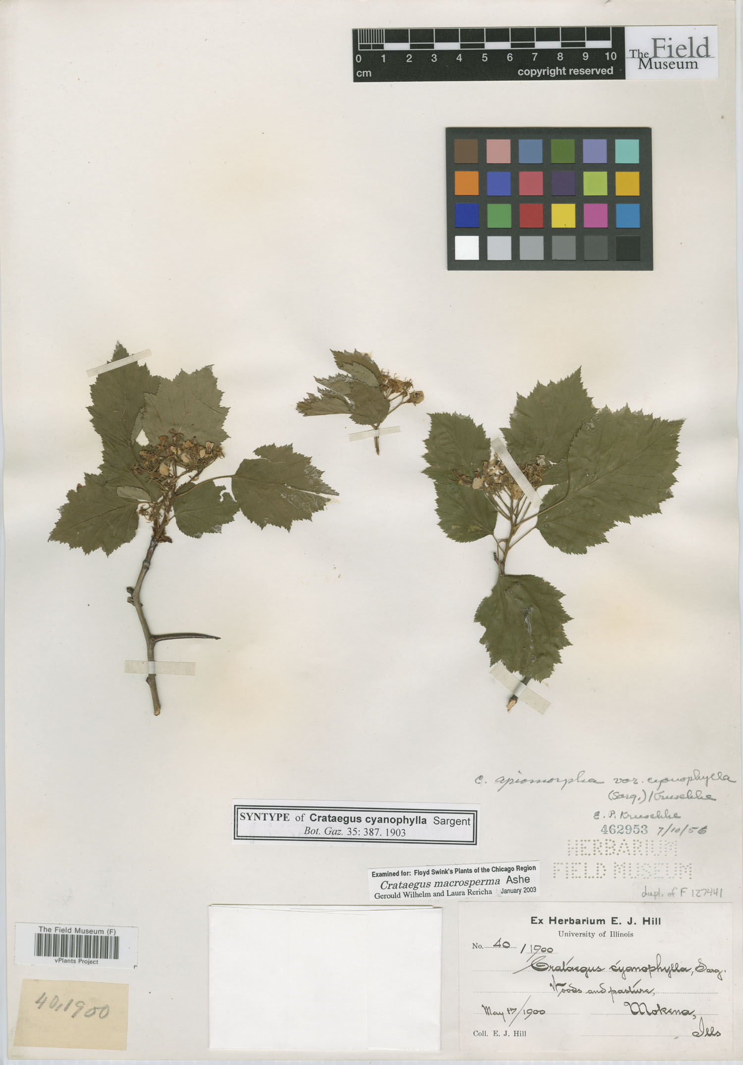 Crataegus apiomorpha image