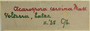 Italy, s.col. s.n. (Accession number: none)