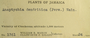 Jamaica, W. R. Maxon & E. P. Killip 1361 (Accession number: 660854)
