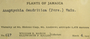 Jamaica, W. R. Maxon & E. P. Killip 617 (Accession number: 660856)