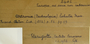 Italy, C. Sbarbaro 2401 (Accession number: none)