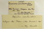 Germany, F. H. Arnold 10075 (Accession number: none)