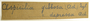 Hungary, F. Fóriss 927 (Accession number: none)