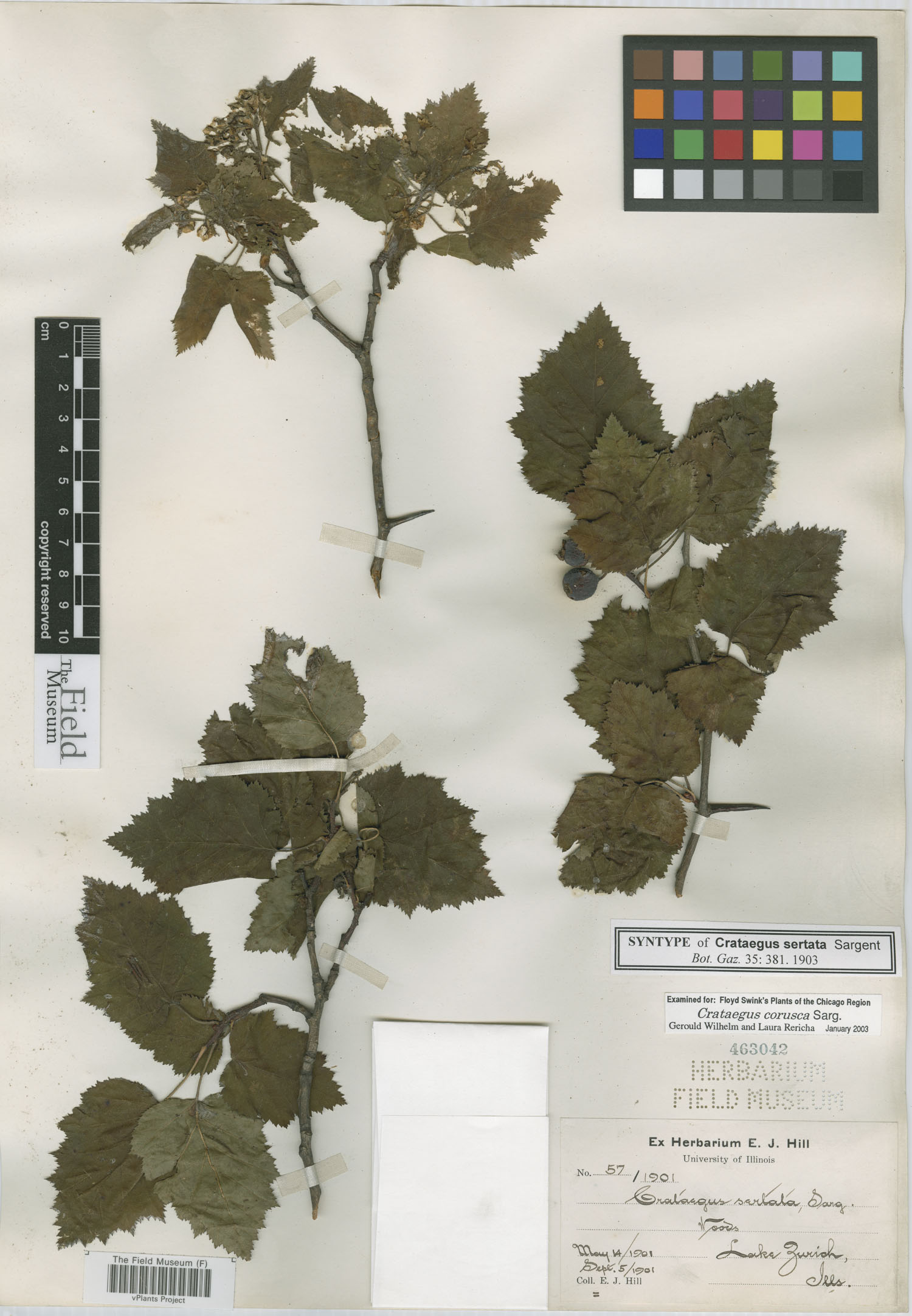 Crataegus holmesiana image