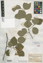 Crataegus gaultii image