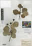 Crataegus gaultii image