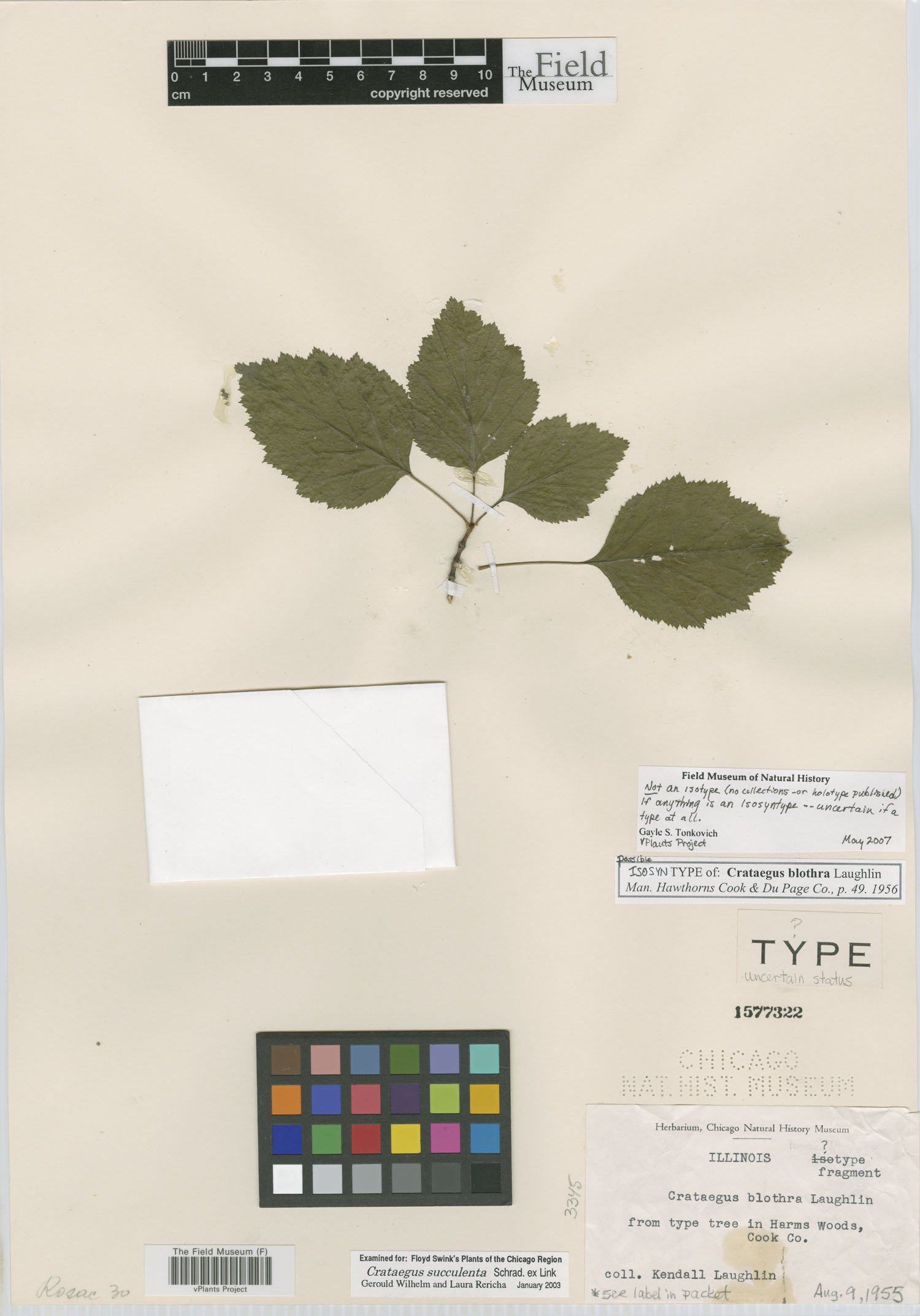 Crataegus blothra image