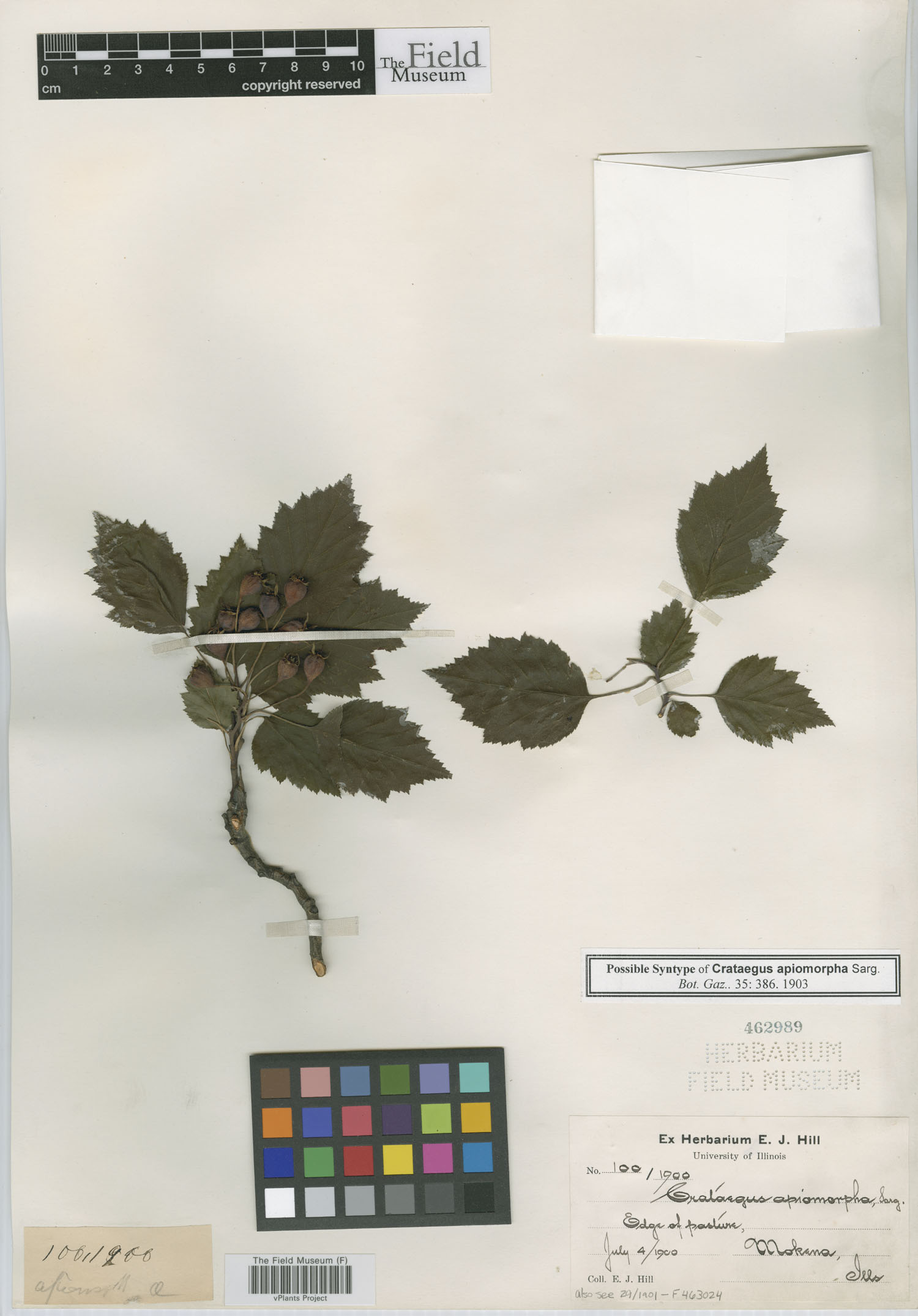 Crataegus apiomorpha image