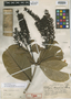 Vochysia braceliniae Standl., PERU, Y. Mexia 6081, Holotype, F