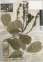 Vochysia braceliniae Standl., PERU, Y. Mexia 6081, Isotype, F