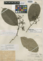 Coussarea hirticalyx Standl., PERU, Ll. Williams 2528, Holotype, F