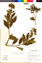 Flora of the Lomas Formations: Heliotropium arborescens L., Peru, M. O. Dillon 8838, F