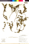 Flora of the Lomas Formations: Heliotropium pilosum Ruíz & Pav., Peru, M. O. Dillon 8819, F