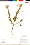 Flora of the Lomas Formations: Cleome chilensis DC., Peru, M. O. Dillon 8833, F
