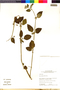 Flora of the Lomas Formations: Hyptis sidifolia (L'Hér.) Briq., Peru, M. O. Dillon 8855, F