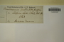U.S.A. (New Hampshire), H. Mann s.n. (Accession number: 316215)