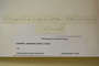 U.S.A. (Maine), J. L. Russell s.n. (Accession number: 277435)