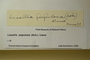 U.S.A. (New Hampshire), A. B. Seymour s.n. (Accession number: 1246452)