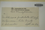 U.S.A. (Pennsylvania), A. Schneider s.n. (Accession number: 1139565)