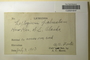 U.S.A. (Alaska), A. S. Foster s.n. (Accession number: 1242023)