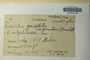 U.S.A. (Washington), A. W. C. T. Herre s.n. (Accession number: 1233271)