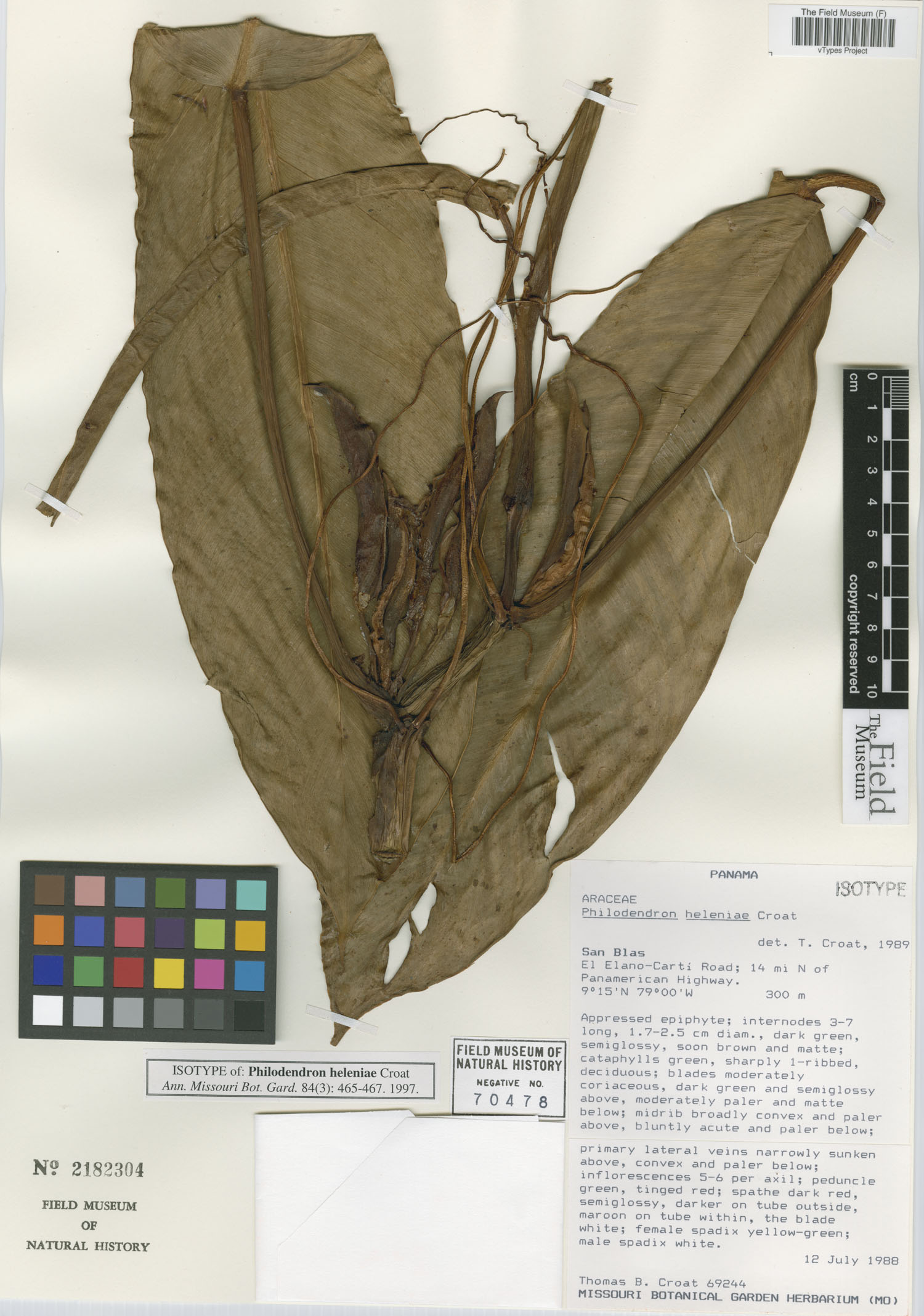 Philodendron heleniae image
