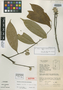 Duguetia caniflora León & Maas, COLOMBIA, D. D. Soejarto 4044, Isotype, F