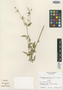 Chromolaena lundellii R. M. King & H. Rob., Guatemala, E. Contreras 7278, Isotype, F