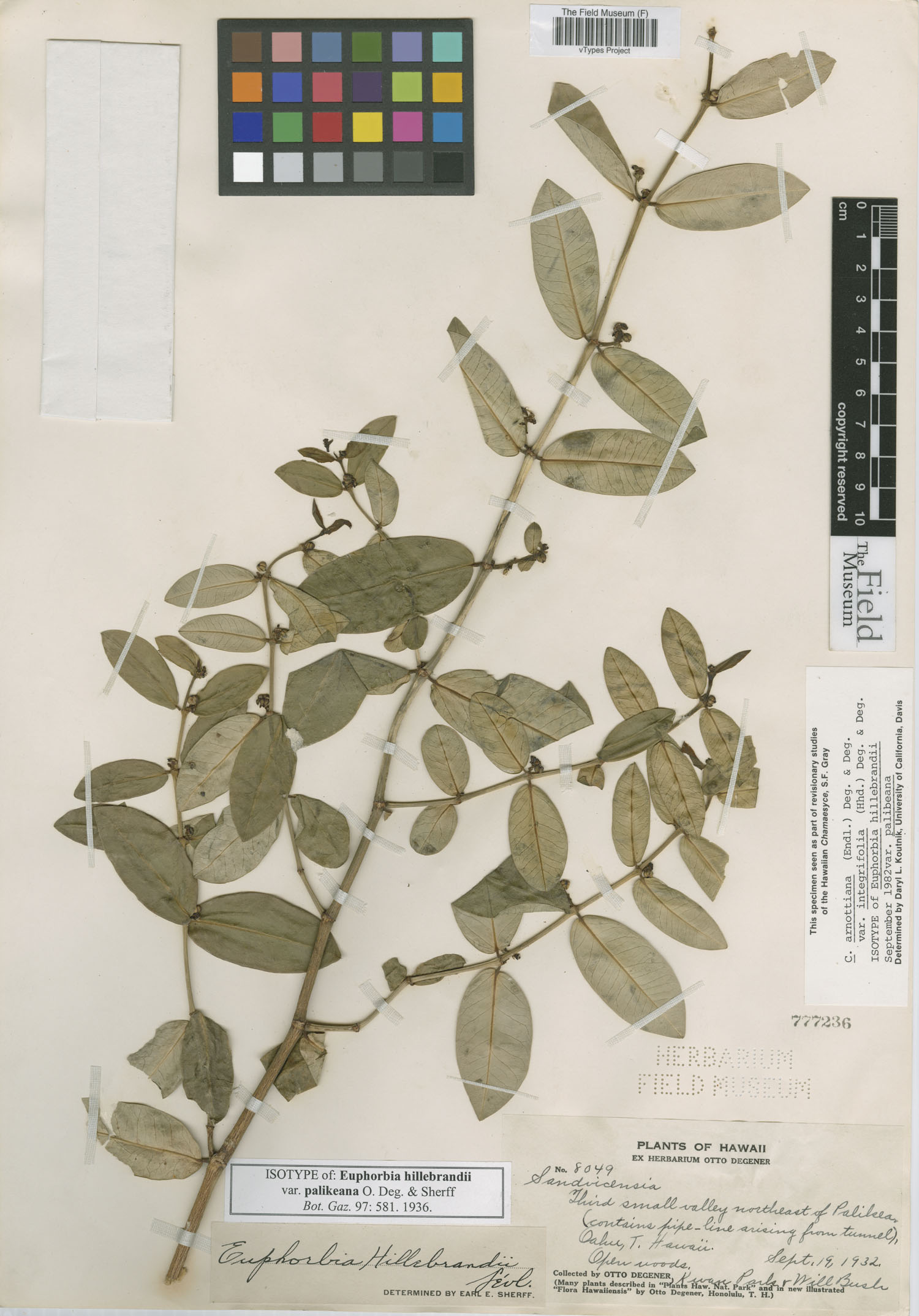 Euphorbia hillebrandii var. palikeana image
