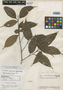 Sloanea ptariana Steyerm., VENEZUELA, J. A. Steyermark 60668, Holotype, F