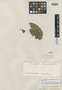 Tovomita schomburgkii Planch. & Triana, BRITISH GUIANA [Guyana], Schomburgk 753, Isotype, F