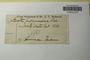 U.S.A. (New Hampshire), H. Mann s.n. (Accession number: 316238)