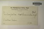 U.S.A. (Texas), E. Hall s.n. (Accession number: 1085957)